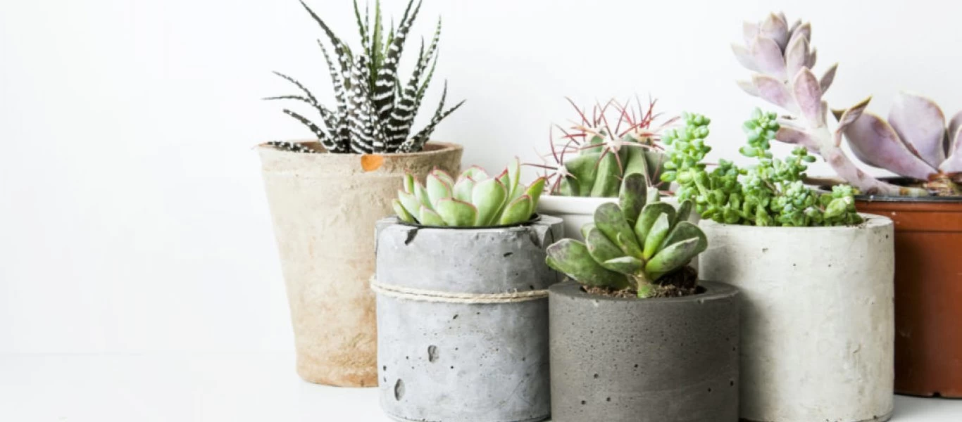 Ο λόγος που πρέπει να βάζετε λίγο καφέ στις γλάστρες σας